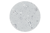 Glycerin