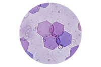 Allantoin