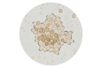 Behentrimonium Chloride + Cetrimonium Chloride