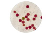 Ceramides