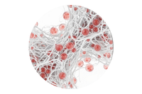 Marine collagen